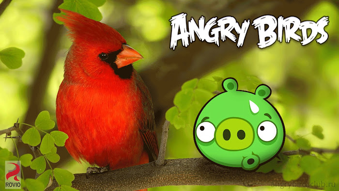 Hình nền về những chú chim điên trong Angry Birds - Ảnh 16